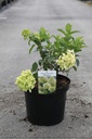 Hydrangea paniculata SKYFALL (PBR) cont. 10L 60-80 cm +p