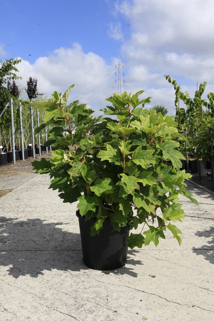 Hydrangea quercifolia SNOW QUEEN® cont. 25L 80/+ cm +f