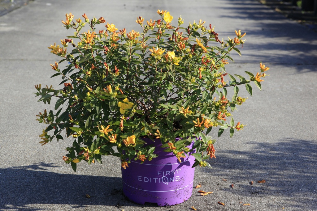 Hypericum First Editions® RADIANCE (PBR) cont. 10L deco 40-50 cm +B