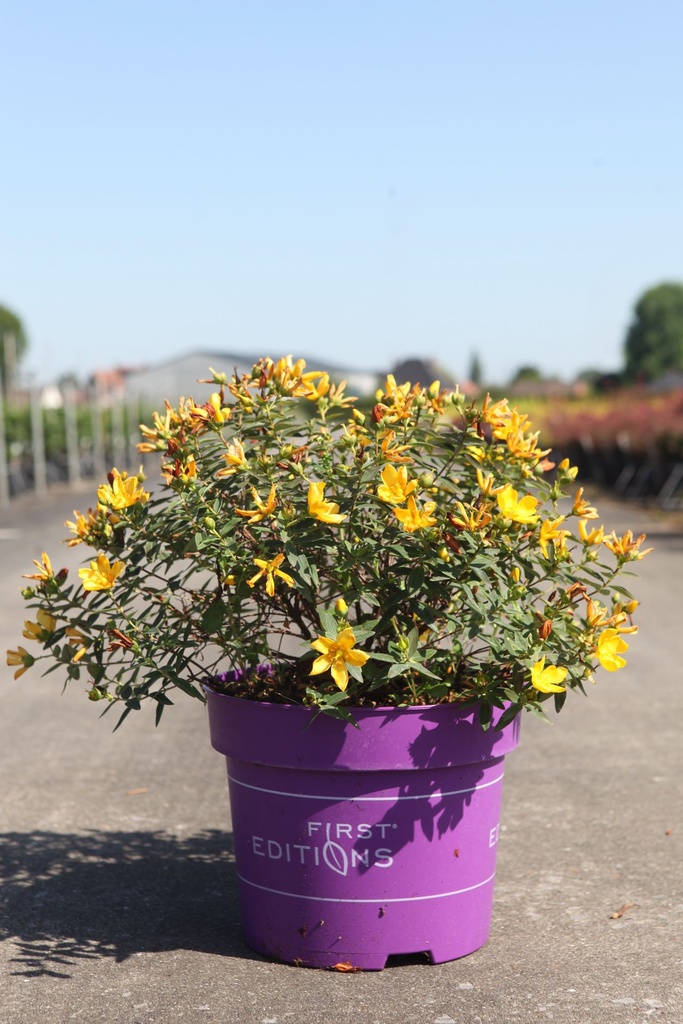 [P] Hypericum First Editions® RADIANCE (PBR) cont. 10L deco 40-50 cm +B
