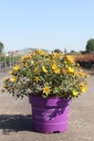 Hypericum First Editions® RADIANCE (PBR) cont. 10L deco 40-50 cm +ф