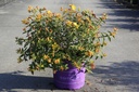 Hypericum First Editions® RADIANCE (PBR) cont. 10L deco 40-50 cm +f