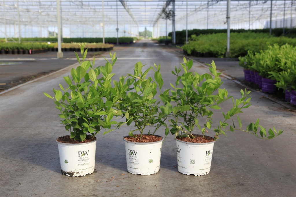 [P] Itea virginica Proven Winners® SCENTLOVE (PBR) cont. 3L Proven Winners® 30-40 cm +p
