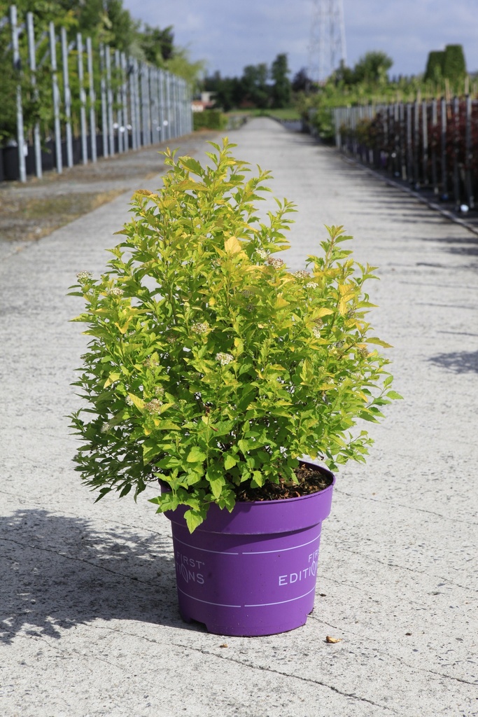 Physocarpus opulifolius First Editions® 'Lucky Devil' (PBR) cont. 10L деко 60-80 cm +ф