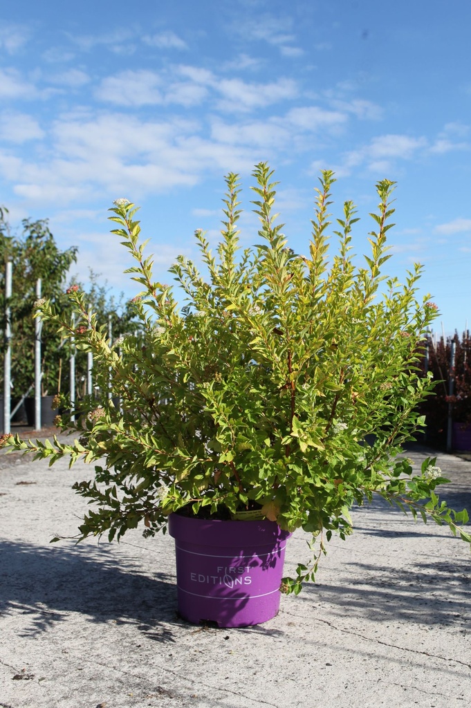 [P] Physocarpus opulifolius First Editions® 'Lucky Devil' (PBR) cont. 10L deco 60-80 cm +ф