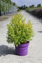 Physocarpus opulifolius First Editions® 'Lucky Devil' (PBR) cont. 10L деко 60-80 cm +ф