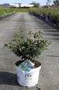 Syringa Proven Winners® BABY KIM (PBR) cont. 10L deco 50-60 cm +B