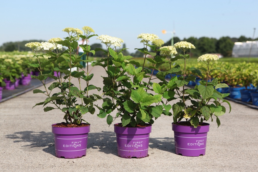 [P] Hydrangea arborescens First Editions® FLOWERWOW® (PBR) cont. 3,6L deco 40/+ cm +B