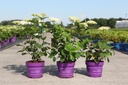 Hydrangea arborescens First Editions® FLOWERWOW® (PBR) cont. 3,6L deco 40/+ cm +f