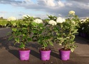 Hydrangea arborescens First Editions® FLOWERWOW® (PBR) cont. 3,6L deco 40/+ cm +p