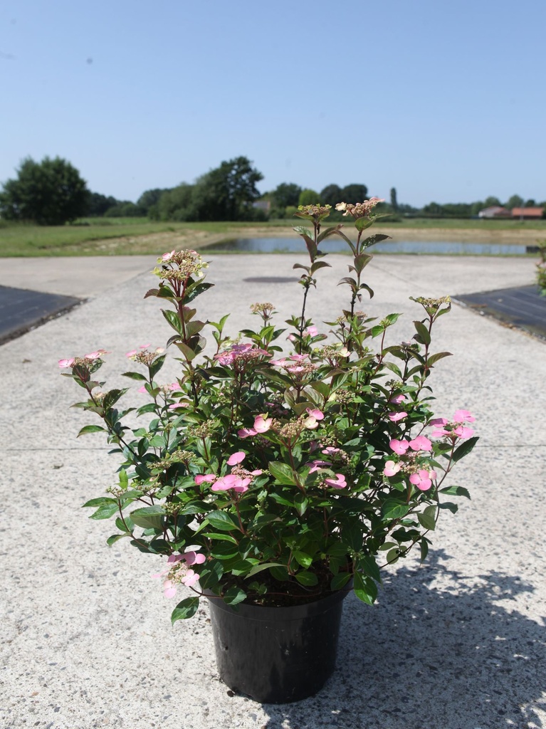 Hydrangea scandens FIRST LOVE (PBR) cont. 5L +f