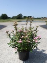 Hydrangea scandens FIRST LOVE (PBR) cont. 5L +f