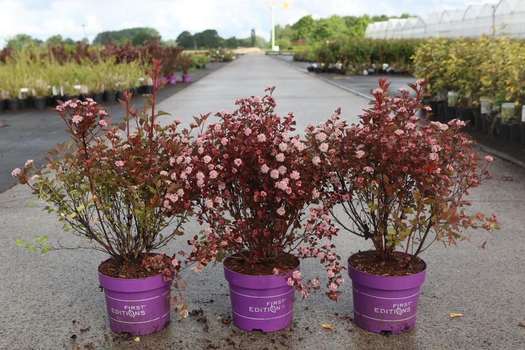 [P] Physocarpus opulifolius First Editions® 'Spicy Devil' (PBR) cont. 3,6L deco 50-60 cm +B