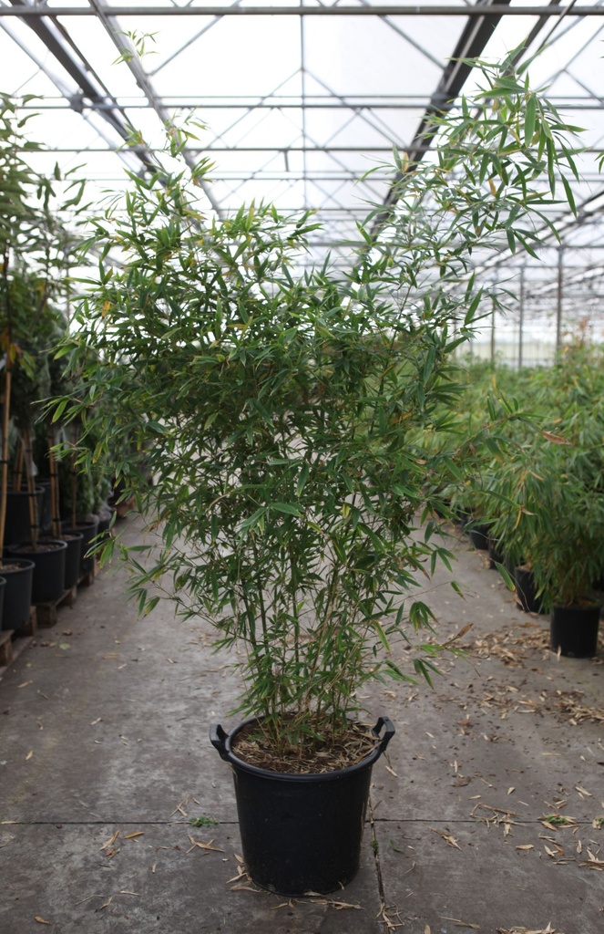 Phyllostachys bissetii cont. 35L 200-250 cm +f