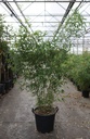Phyllostachys bissetii cont. 35L 200-250 cm +ф