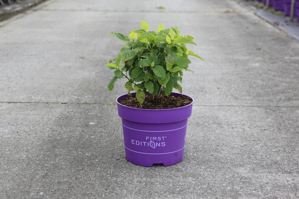 [P] Hydrangea arborescens First Editions® FLOWERWOW® (PBR) cont. 10L deco +B