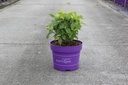 Hydrangea arborescens First Editions® FLOWERWOW® (PBR) cont. 10L deco +p