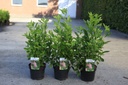 Clethra alnifolia 'Ruby Spice' cont. 3,6L 30-40 cm +f