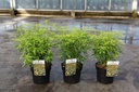 Choisya GOLDFINGERS (PBR) cont. 3L 25-30 cm +f