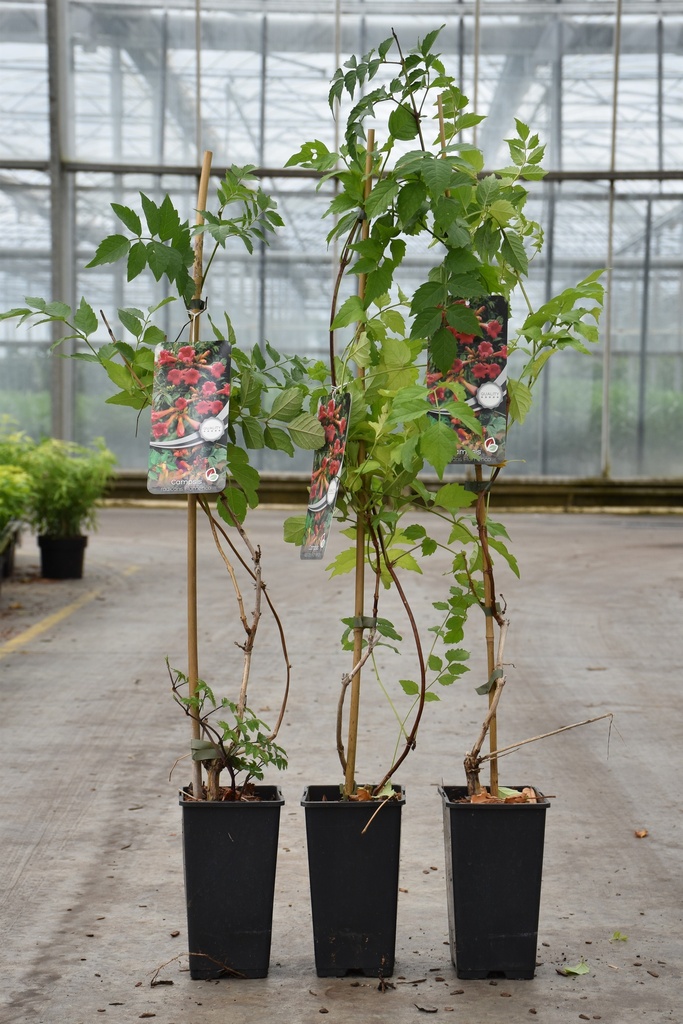 [P] Campsis radicans 'Flamenco' cont. 2L hoog 80-100 cm +p