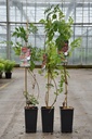Campsis radicans 'Flamenco' cont. 2L hoog 80-100 cm +f
