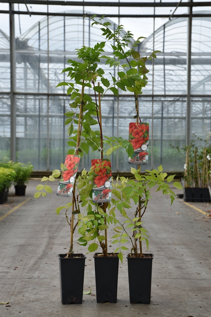 [P] Campsis tagliabuana 'Mme Galen' cont. 2L hoog 80-100 cm +f