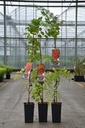 Campsis tagliabuana 'Mme Galen' cont. 2L hoog 80-100 cm +f