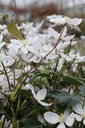 Clematis armandii 'Apple Blossom' cont. 2L hoog 80-100 cm +f