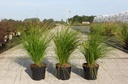 Carex 'Kyoto' cont. 3,6L +B