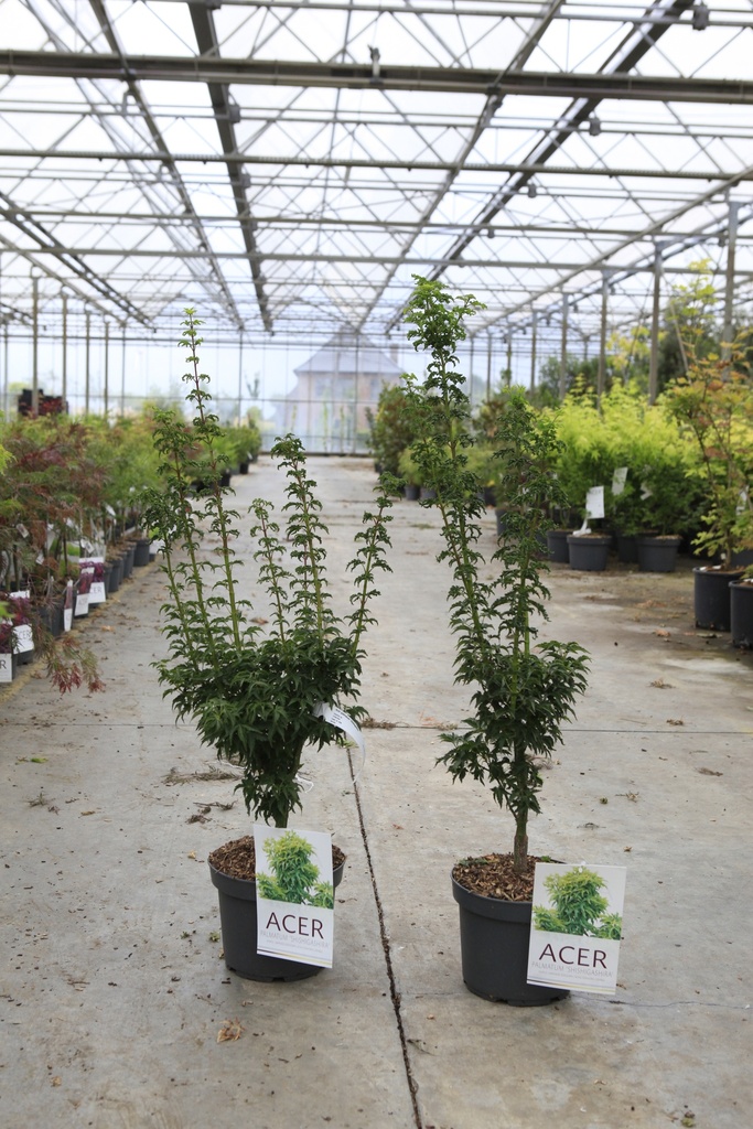 [P] Acer palmatum 'Shishigashira' cont. 4L 30-40 cm +f