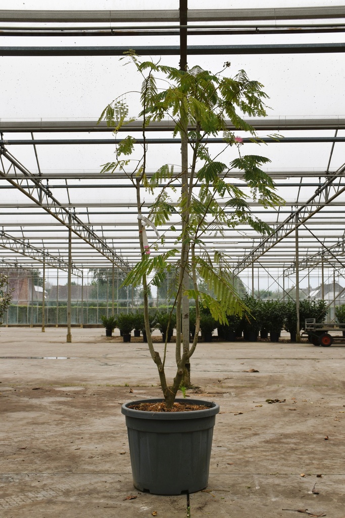 [P] Albizia julibrissin OMBRELLA Kont. 50L 200-250 cm Multistamm