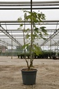 Albizia julibrissin OMBRELLA cont. 50L 200-250 cm cépée