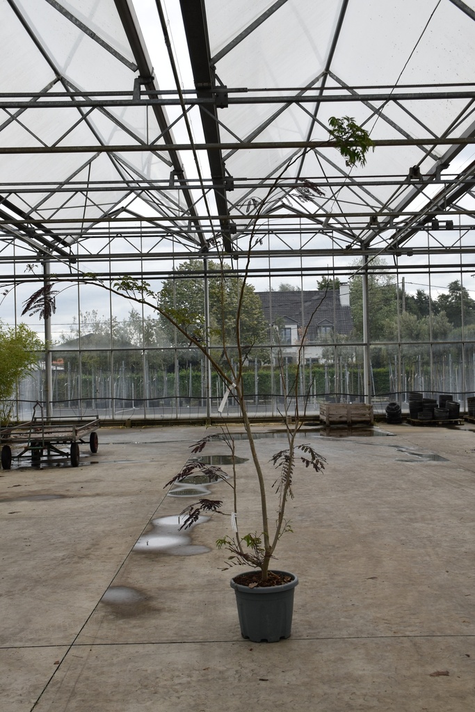 [P] Albizia julibrissin 'Summer Chocolate' (PBR) Kont. 30L 150/+ cm Multistamm