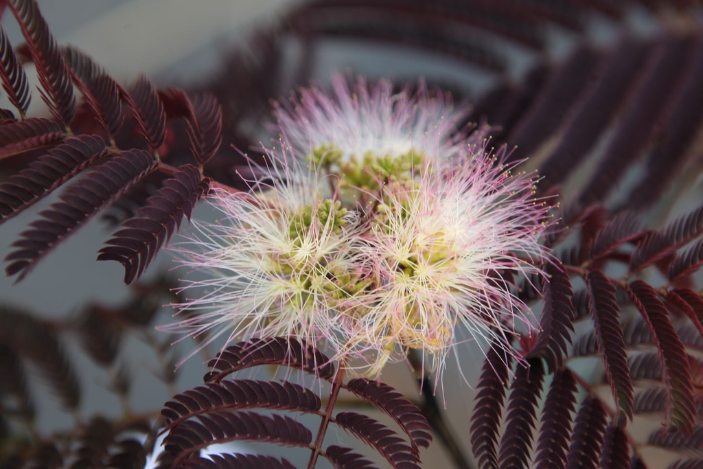 [P] Albizia julibrissin 'Summer Chocolate' (PBR) cont. 30L 150/+ cm multi-stem