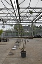 Albizia julibrissin 'Summer Chocolate' (PBR) cont. 30L 150/+ cm multistam