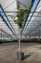 Castanea sativa 'Bouche de Betizac' cont. 18L half standard