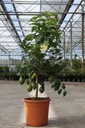 Citrus limon cont. 12L