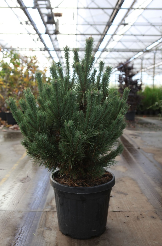 [P] Pinus sylvestris 'Watereri' Kont. 35L