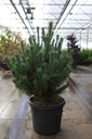 Pinus sylvestris 'Watereri' cont. 35L