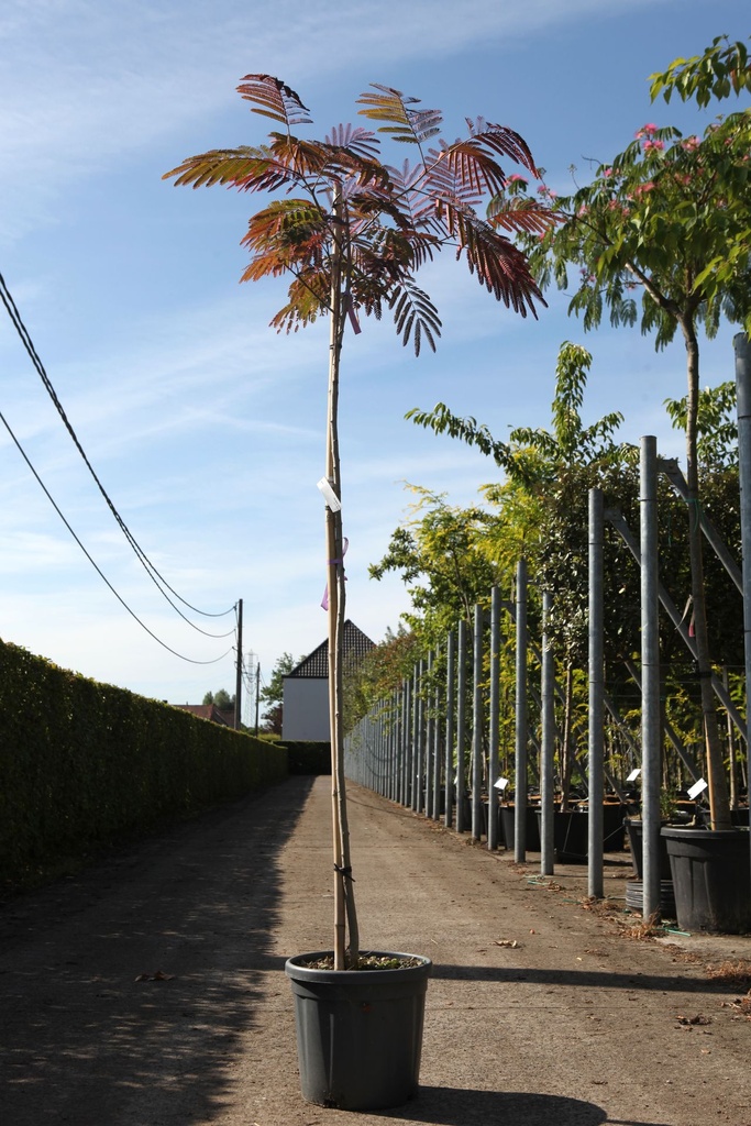 Albizia julibrissin 'Evey's Pride' cont. 12L 150 cm stam
