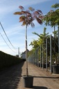 Albizia julibrissin 'Evey's Pride' cont. 12L 150 cm штамб