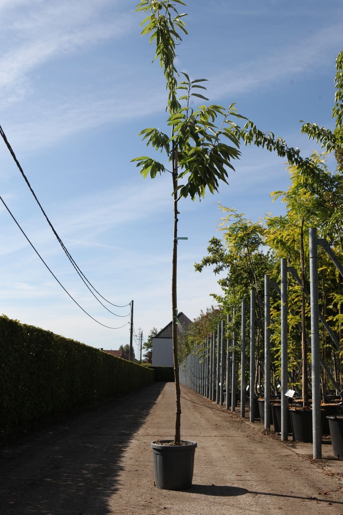 Castanea sativa 'Bouche de Betizac' cont. 15L 160 cm tige