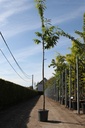 Castanea sativa 'Bouche de Betizac' cont. 15L 160 cm stam