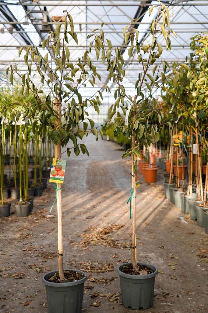 [P] Diospyros kaki 'Fuyu' cont. 12L half standard +p