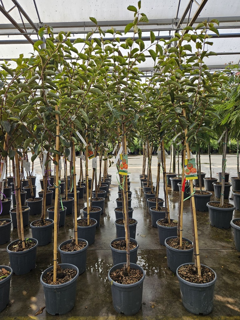 Diospyros kaki 'Fuyu' cont. 12L halfstam +f