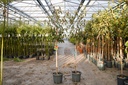 Diospyros kaki 'Fuyu' cont. 12L halfstam +f