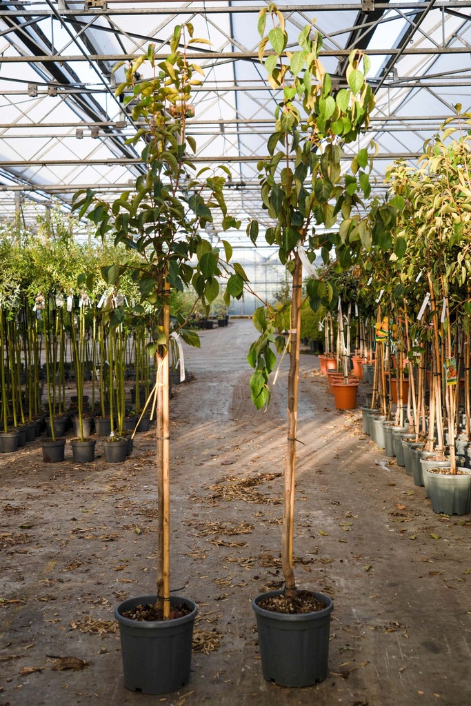 [P] Diospyros kaki 'Muscat' cont. 12L half standard +p