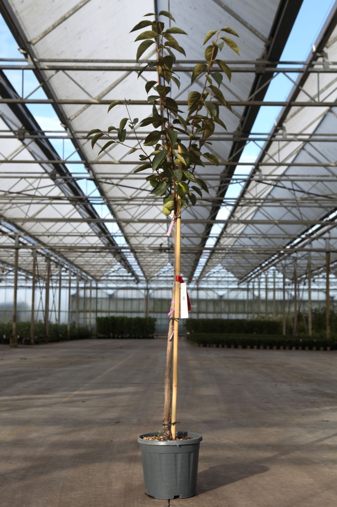 Diospyros kaki 'Muscat' cont. 12L halfstam +f