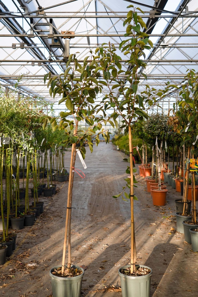 [P] Diospyros kaki 'Tipo' cont. 12L half standard +p