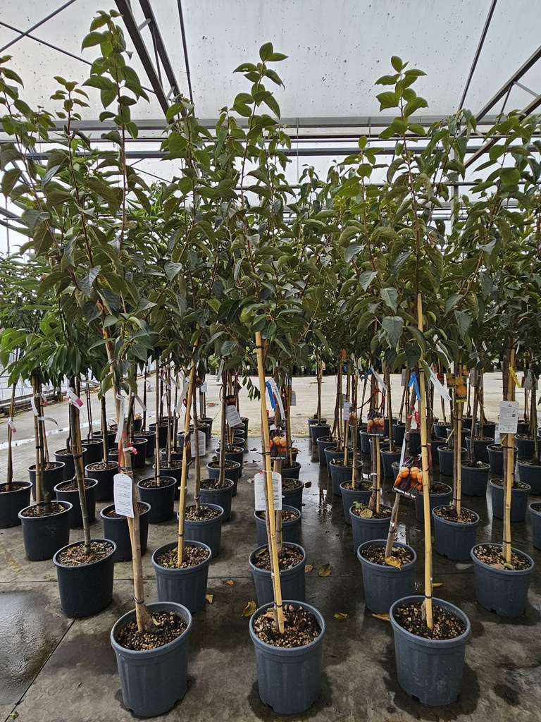 Diospyros kaki 'Tipo' cont. 12L halfstam +f